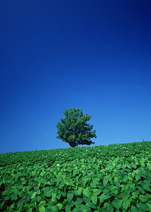 静岡県富士宮市における信頼の葬儀サービス｜富士葬祭の特徴と店舗情報